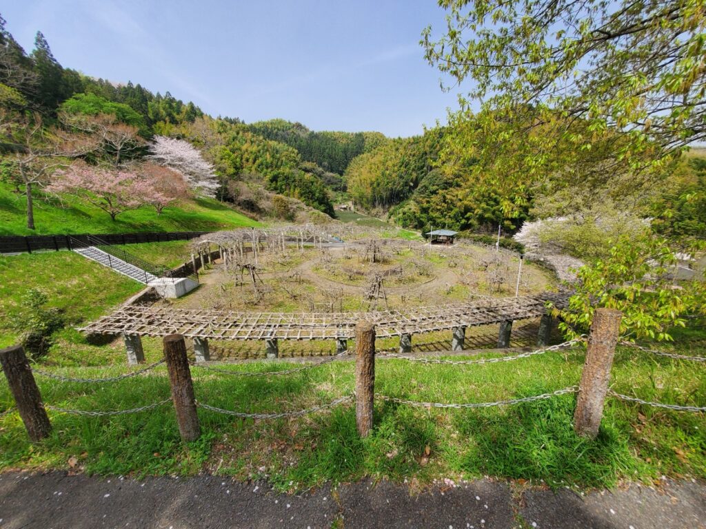 蓮花寺池公園芝生公園を抜け、若王子古墳群へ「藤棚公園」