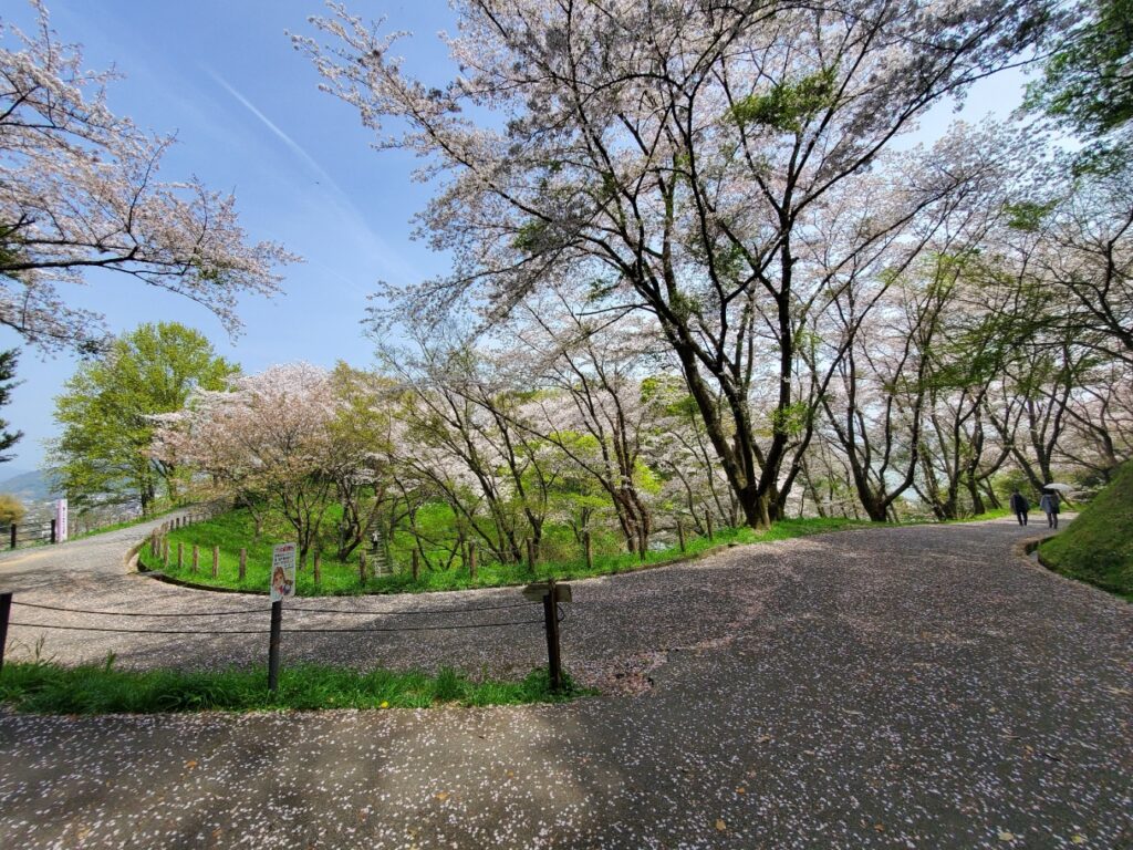 蓮花寺池公園桜、お花見ウォーキング