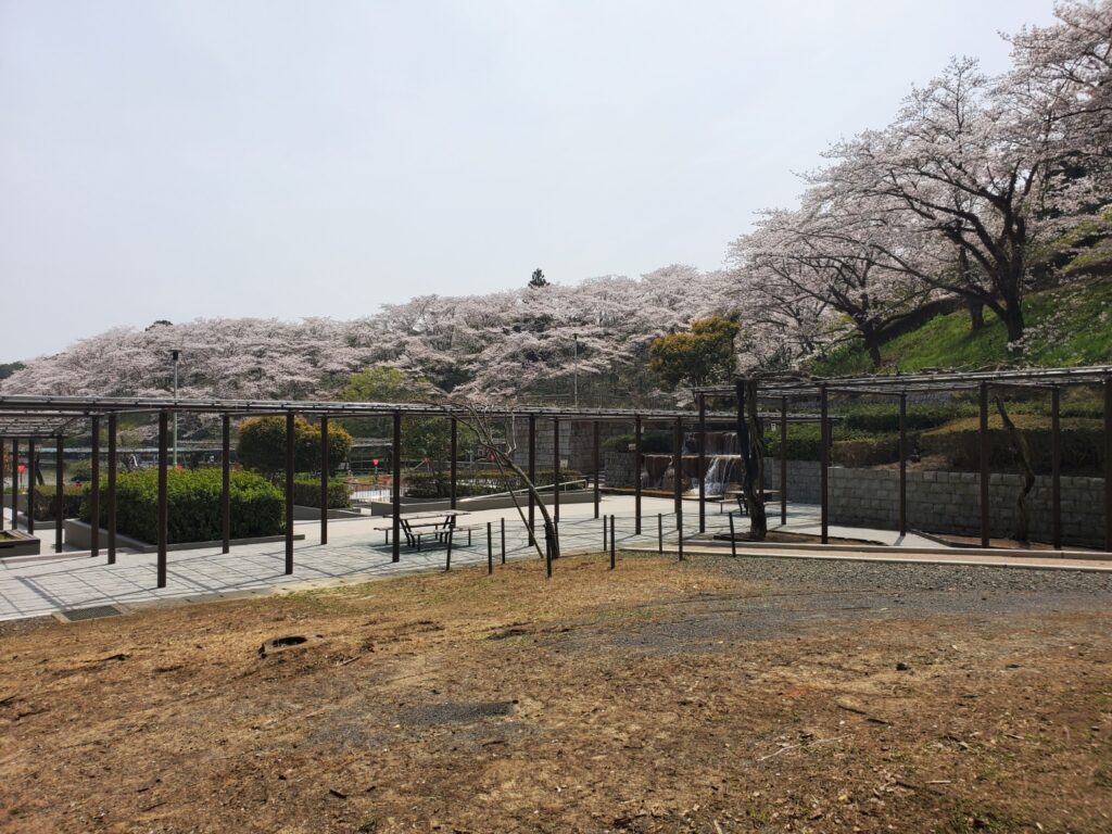 蓮花寺池公園桜、お花見ウォーキング