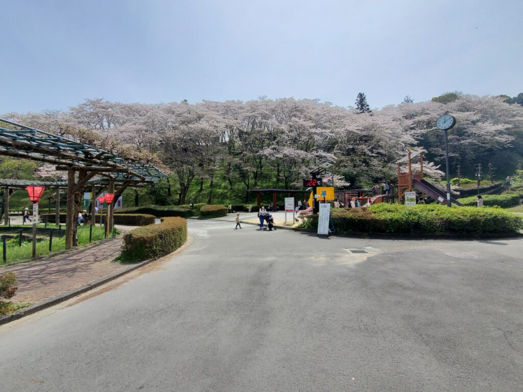 蓮花寺池公園桜、お花見ウォーキング