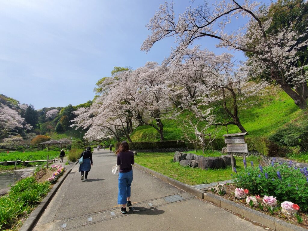 蓮花寺池公園桜、お花見ウォーキング