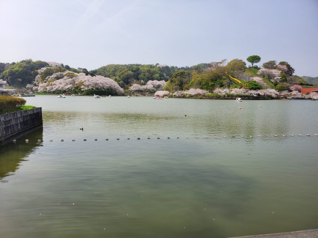 蓮花寺池公園桜、お花見ウォーキング