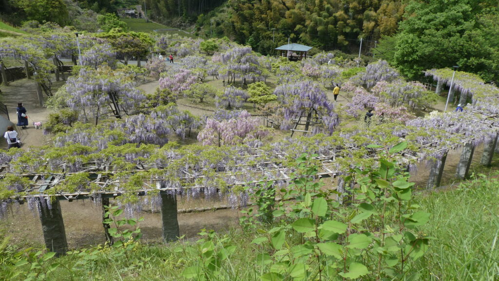 蓮花寺池公園、「藤の里広場」の藤