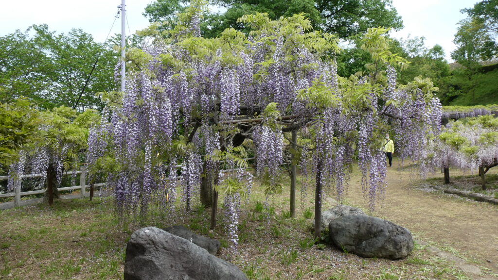 蓮花寺池公園、「藤の里広場」の藤