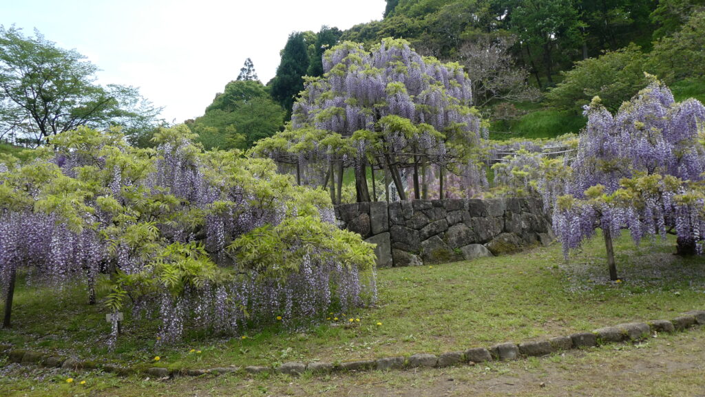 蓮花寺池公園、「藤の里広場」の藤