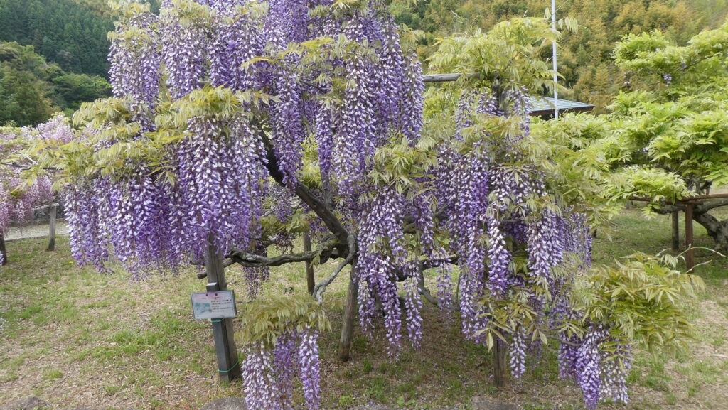 蓮花寺池公園、「藤の里広場」の藤