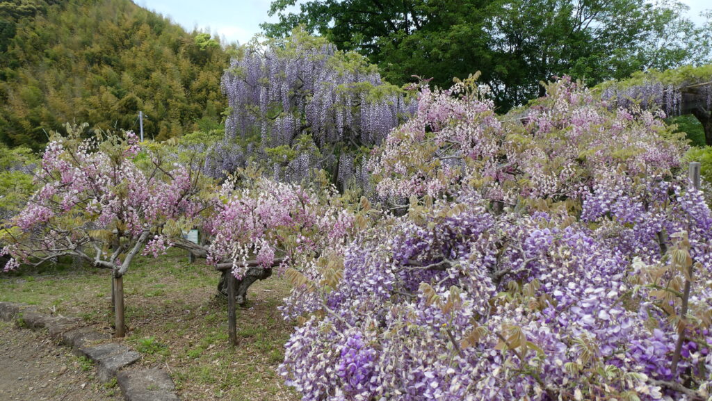 蓮花寺池公園、「藤の里広場」の藤