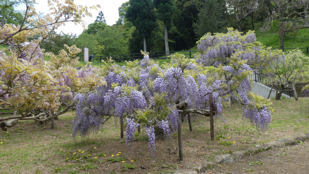 蓮花寺池公園、「藤の里広場」の藤