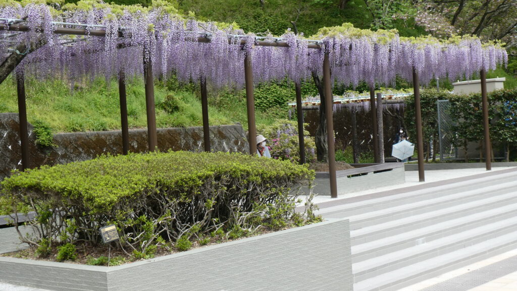 蓮花寺池公園、「藤の里広場」から湖畔へ、滝の前の藤棚