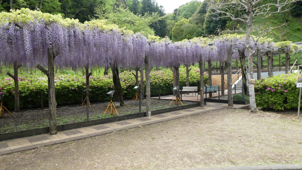 蓮花寺池公園、音楽堂を過ぎてからの藤棚