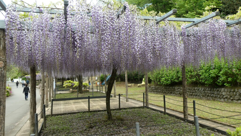 蓮花寺池公園 藤棚