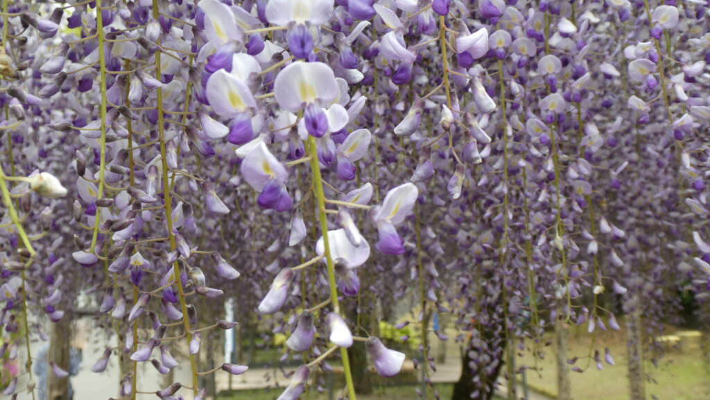 蓮花寺池公園 藤棚