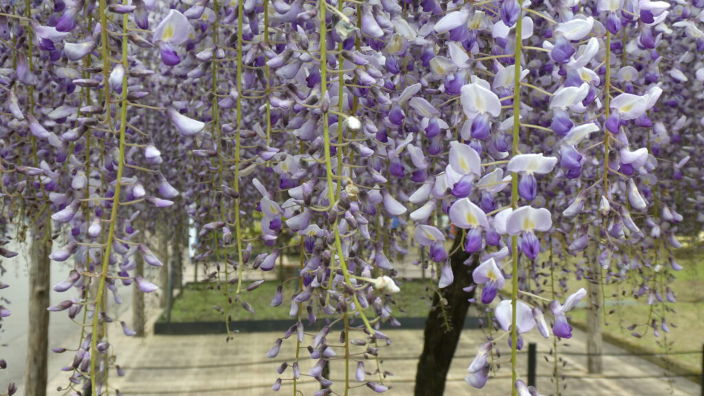 蓮花寺池公園 藤棚