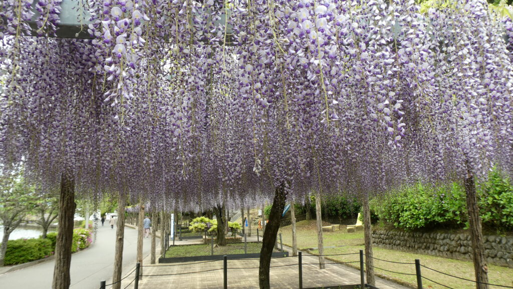 蓮花寺池公園 藤棚