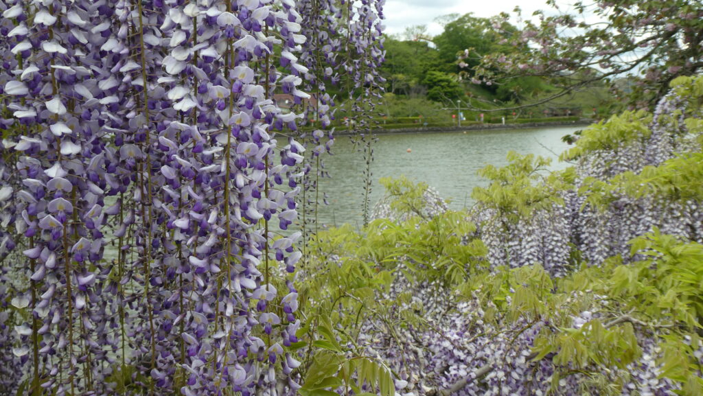 蓮花寺池公園 湖畔の藤