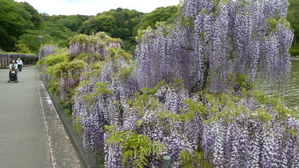 蓮花寺池公園 湖畔の藤