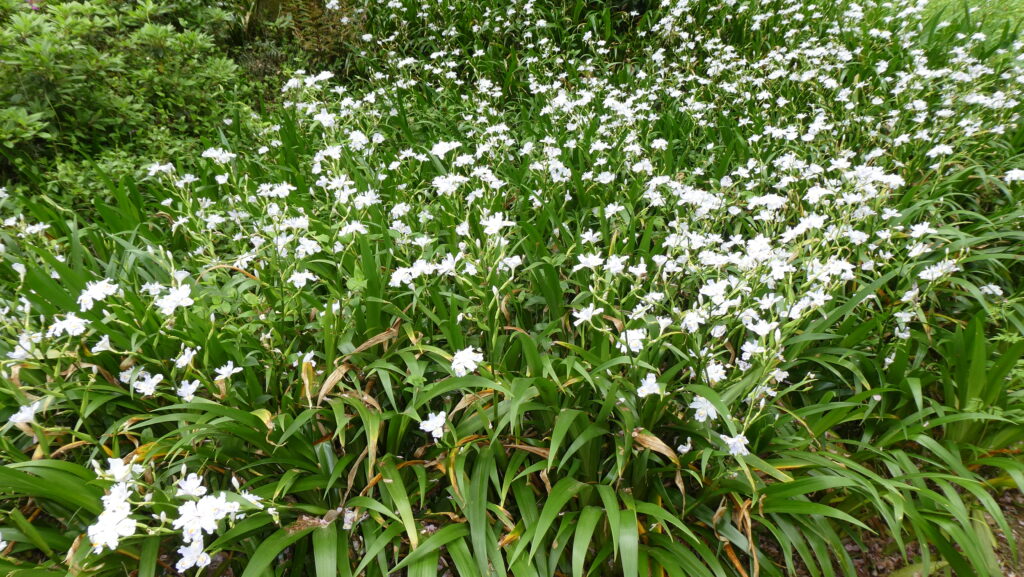 蓮花寺池公園 「ジャガ」アヤメ科