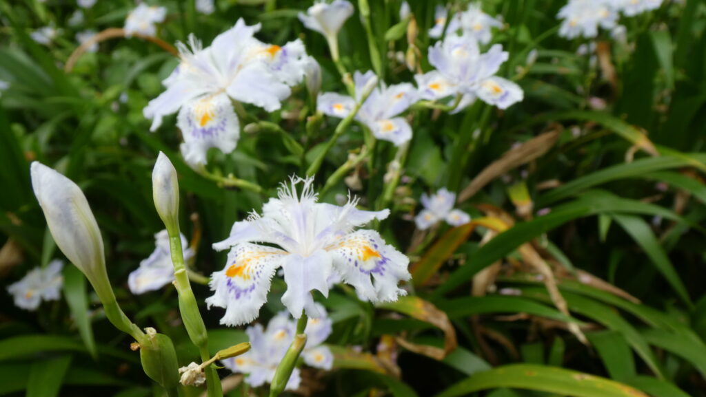 蓮花寺池公園 「ジャガ」アヤメ科