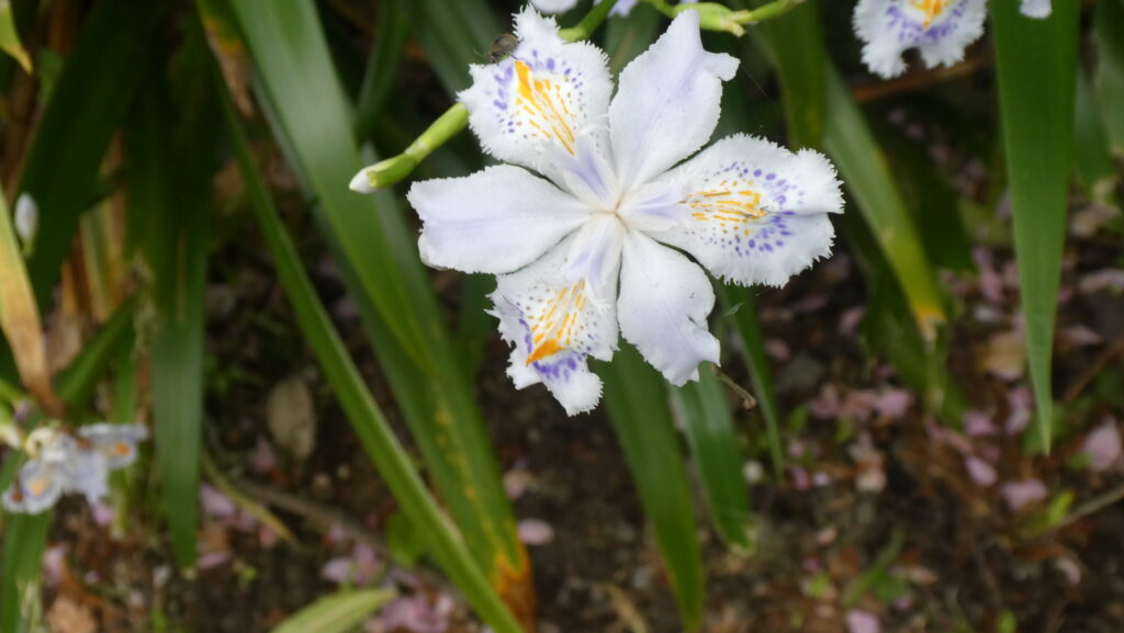 蓮花寺池公園 「ジャガ」アヤメ科