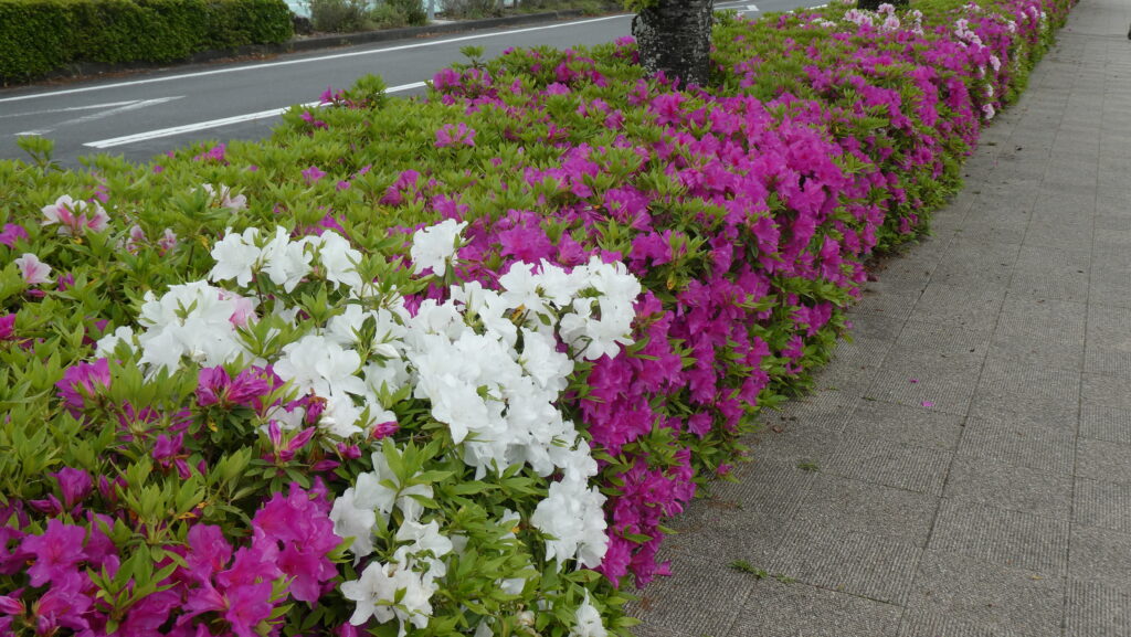 蓮花寺池公園 ツツジ