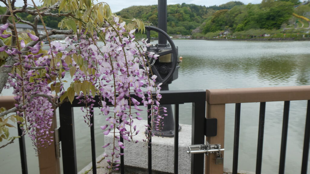 蓮花寺池公園と藤の花