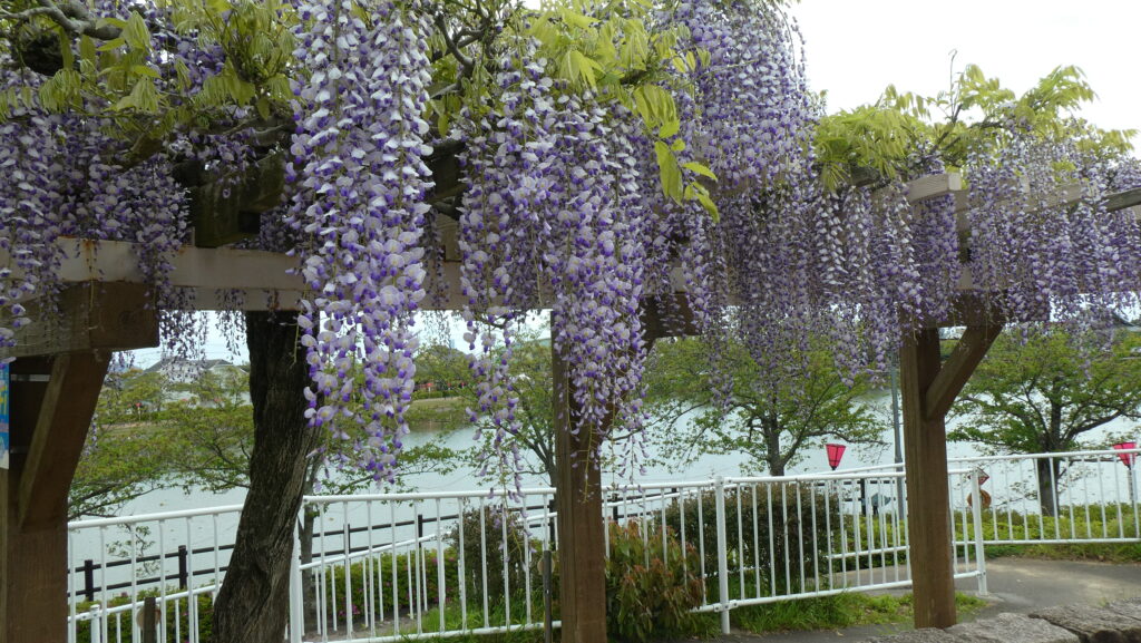 蓮花寺池公園藤棚の藤、ジャンボすべり台前