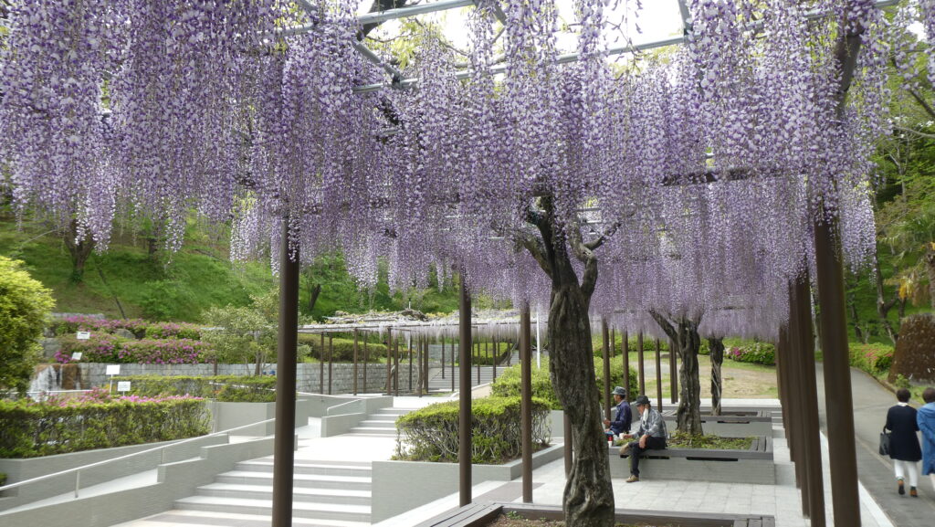 蓮花寺池公園藤棚の藤、藤の里公園入り口