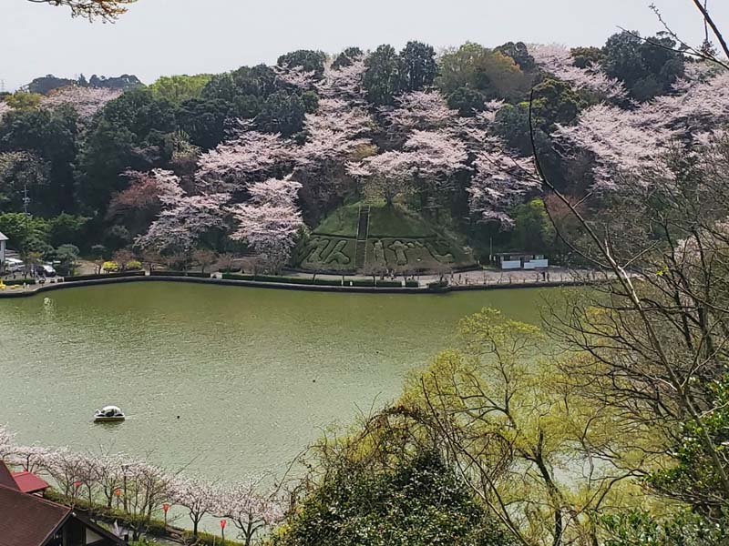 藤枝市民の憩いの場所 蓮花寺池公園 若王子古墳群 桜満開 お花見ウォーキング 枝っ子 Net